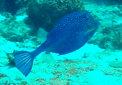 Acanthostracion polygonium