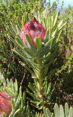Leucadendron dregei