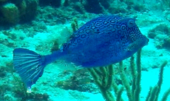 Acanthostracion polygonium