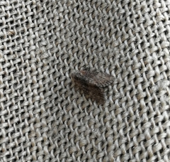 Mesoligia furuncula
