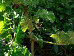 Argiope australis