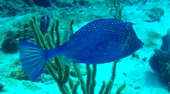 Acanthostracion polygonium