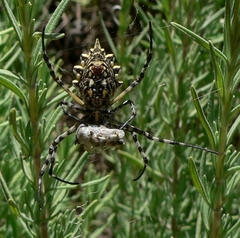 Argiope australis