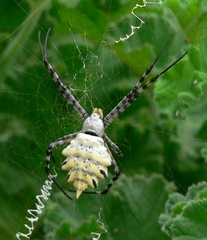 Argiope australis