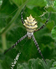 Argiope australis