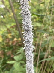 Neoprociphilus aceris