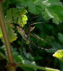 Argiope australis
