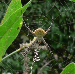 Argiope australis