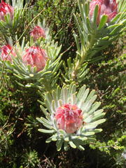 Leucadendron dregei