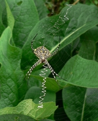 Argiope australis