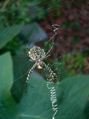 Argiope australis