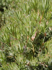 Leucadendron dregei