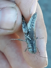 Melanoplus oreophilus