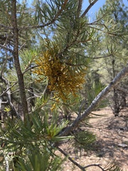 Arceuthobium divaricatum