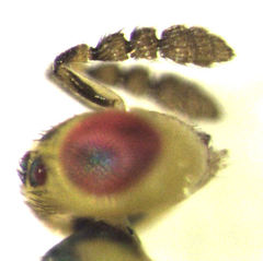 Cirrospilus