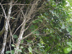 Myrsine wightiana