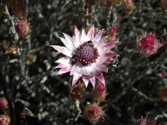 Syncarpha canescens canescens