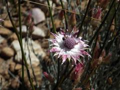 Syncarpha canescens canescens