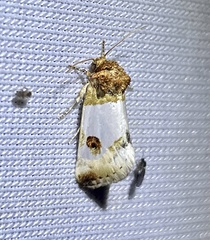 Schinia oculata
