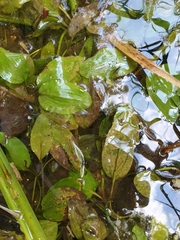Potamogeton coloratus