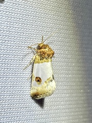 Schinia oculata