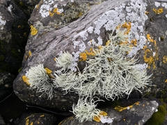 Ramalina siliquosa