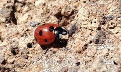 Coccinella algerica