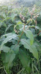Koenigia polystachya
