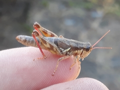 Melanoplus pinicola