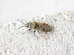 Heterogaster cathariae