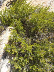 Cliffortia tuberculata