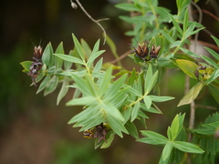 Hypericum mysurense