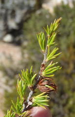 Cliffortia tuberculata