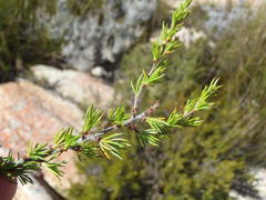 Cliffortia tuberculata