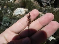 Hypodiscus synchroolepis
