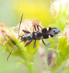 Slaterobius insignis