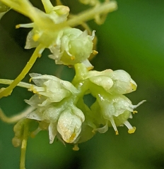 Cuscuta polygonorum