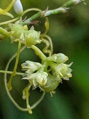 Cuscuta polygonorum