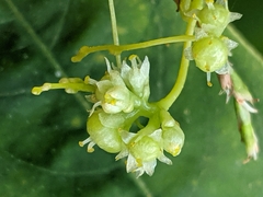 Cuscuta polygonorum