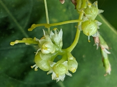 Cuscuta polygonorum