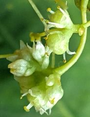 Cuscuta polygonorum