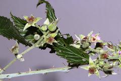 Rubus pinnatus