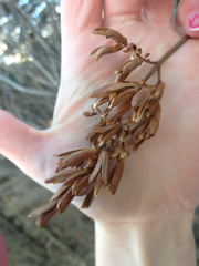 Syringa
