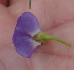 Psoralea laevigata