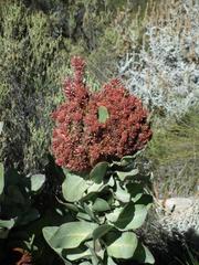 Protea witches broom phytoplasma