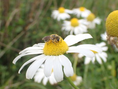 Colletes