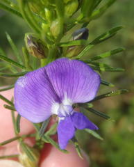Psoralea laevigata