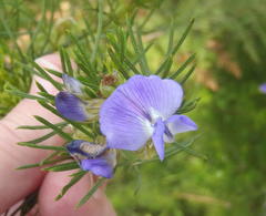 Psoralea laevigata