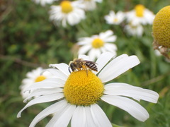 Colletes