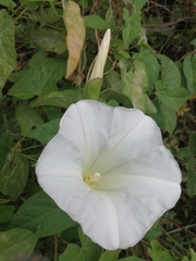 Calystegia silvatica